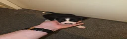 Border Collie dogs for sale: Border collie pups - Advert 9