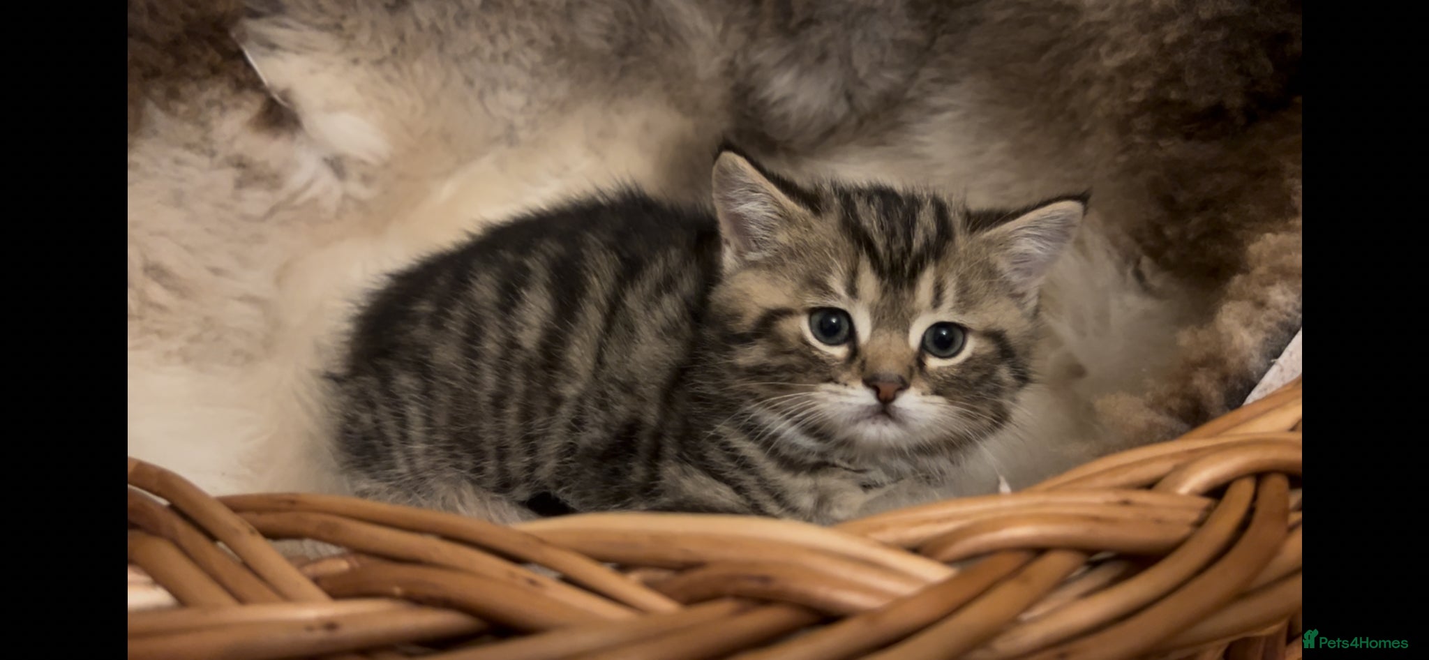 Munchkin cats Handsome Golden Tabby 🤗 - Advert 2