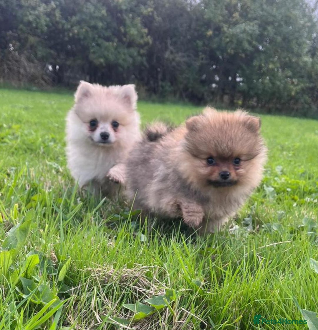 Pomeranian dogs for sale: Outstanding Tiny Pomeranian Puppies - Advert 1