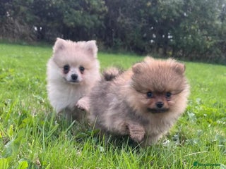 Pomeranian dogs - Advert 22