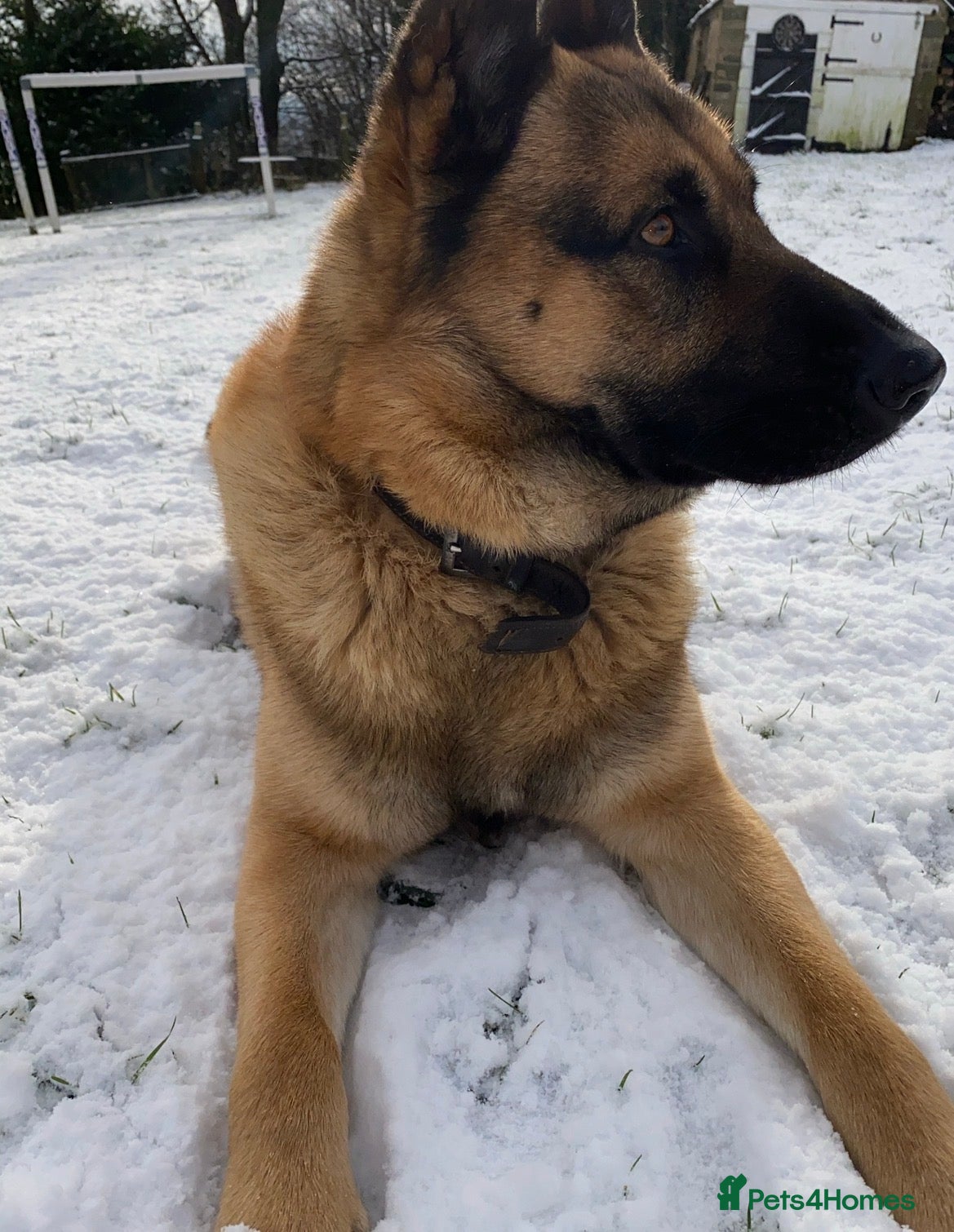 Mixed Breed dogs Straight-Back GSD/Akita (Age 10 & Thriving) - Advert 1
