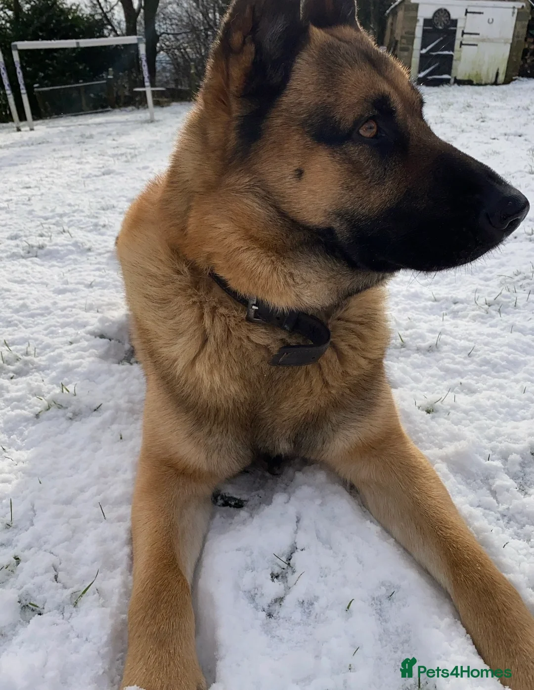 Mixed Breed dogs for stud: Straight-Back GSD/Akita (Age 10 & Thriving) - Advert 1