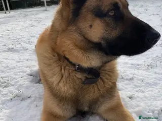 Mixed Breed dogs Straight-Back GSD/Akita (Age 10 & Thriving) - Advert 1