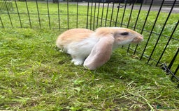 French Lop rabbits for sale: Beautiful and friendly French lop babies - Image 6