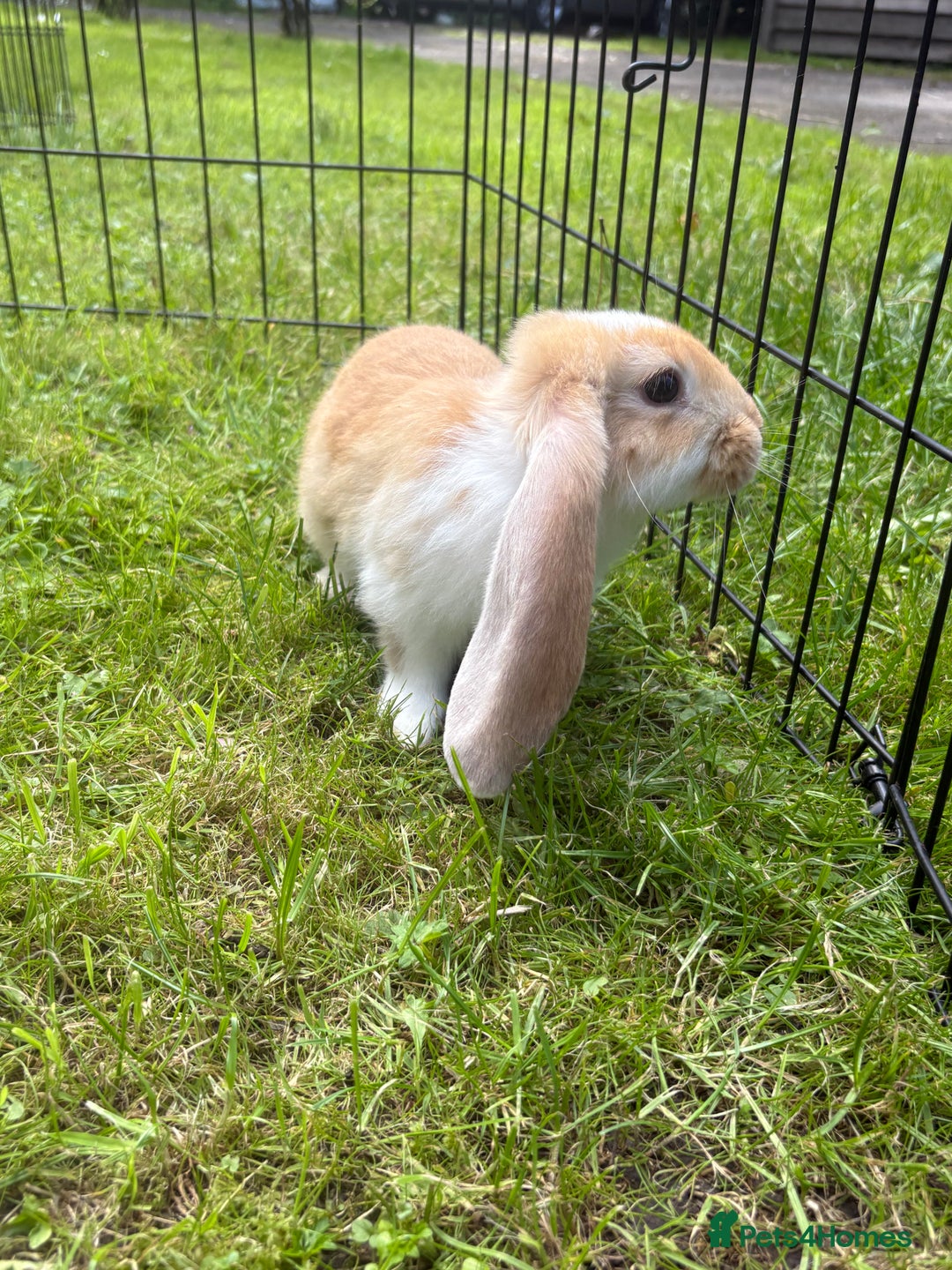 French Lop rabbits for sale: Beautiful and friendly French lop babies - Image 6