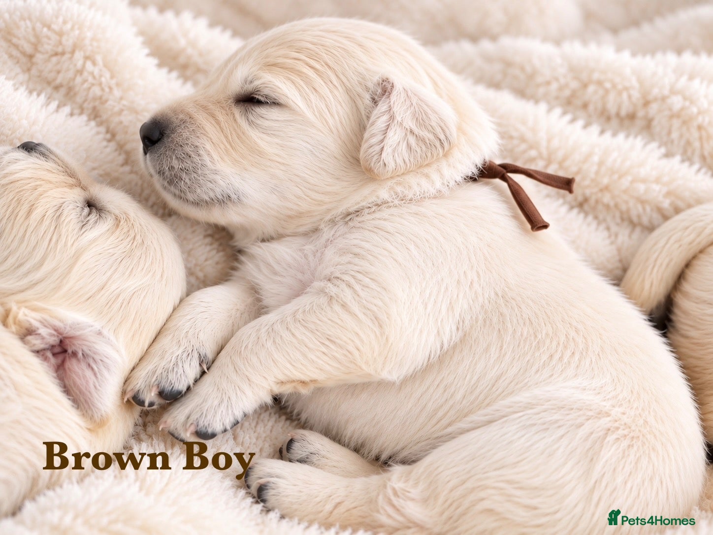 Golden Retriever dogs Champion line puppies 🏆 - Advert 1