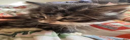 British Shorthair cats for sale: CUTE KITTENS  - Advert 3