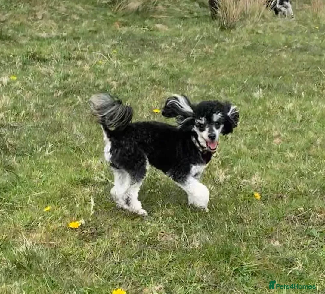 Toy Poodle dogs for stud: Phantom Toy Poodle Tri colour KC (STUD ONLY) in Coalville - Advert 8