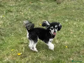 Toy Poodle dogs Phantom Toy Poodle Tri colour KC (STUD ONLY) - Advert 13