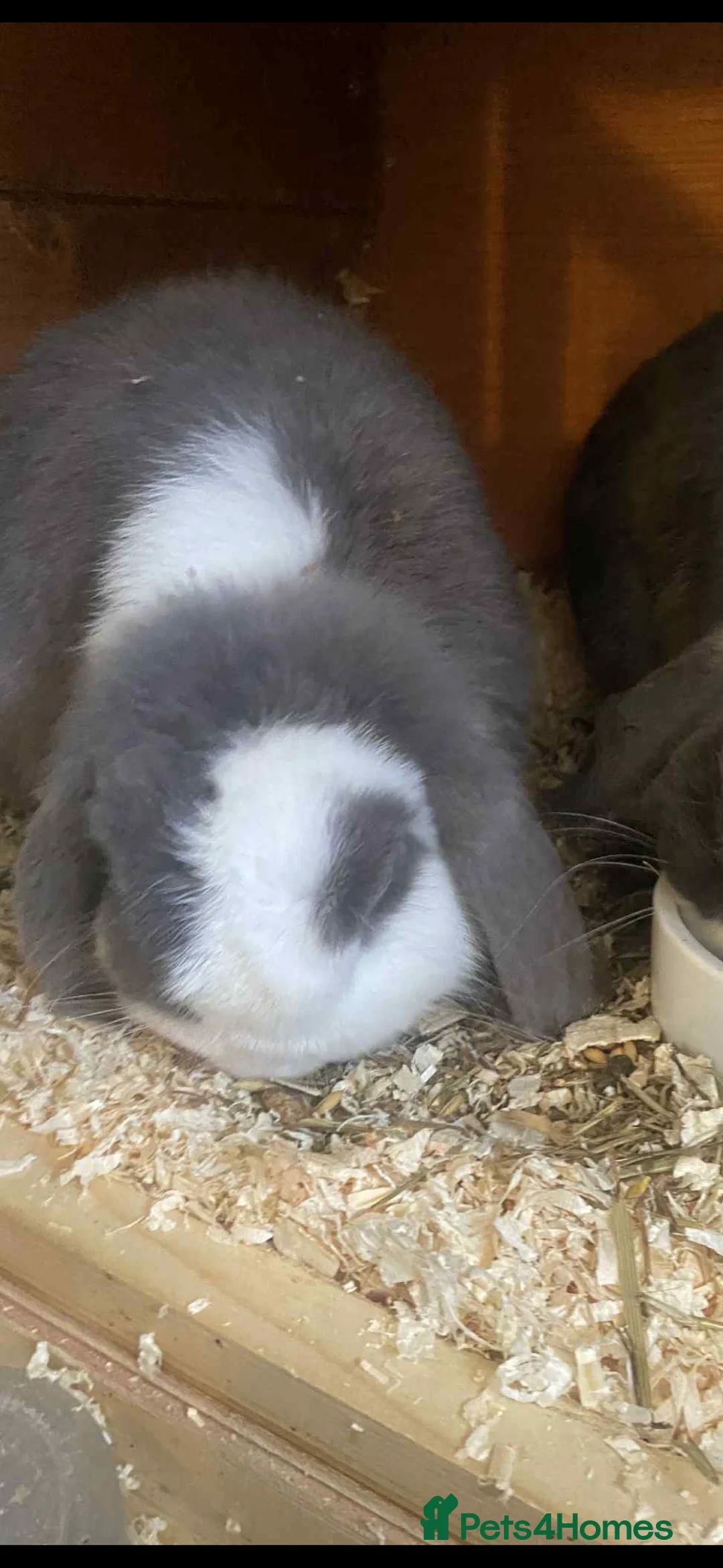 Mini Lop rabbits for sale: Beautiful mini lop female  - Advert 1