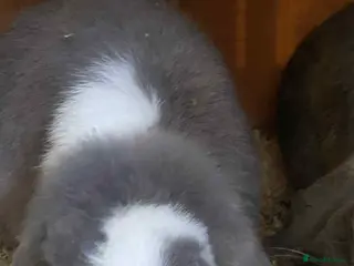 Mini Lop rabbits Beautiful mini lop female - Advert 1