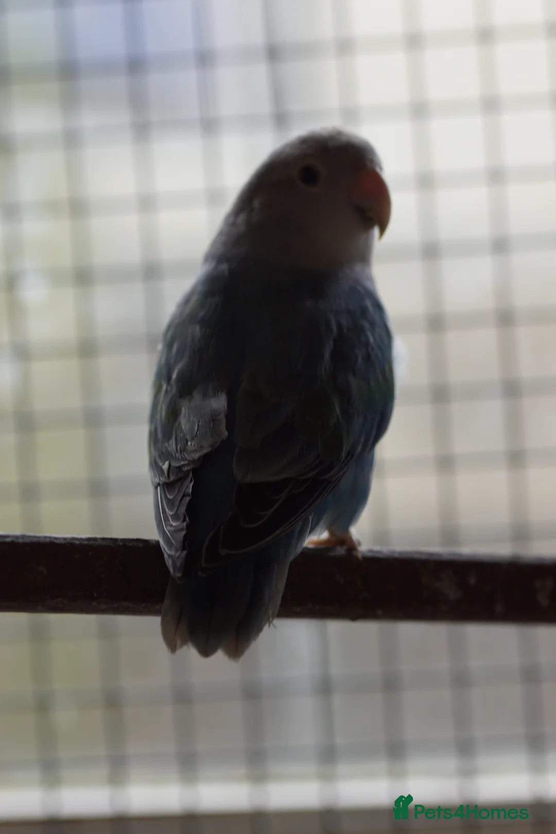 Lovebirds birds for sale: Young Love Birds  - Advert 1