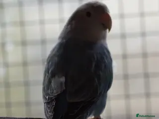 Lovebirds birds Young Love Birds - Advert 1