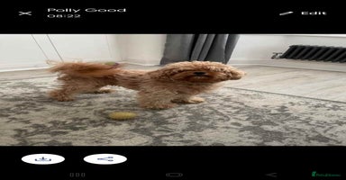 Cavapoo dogs - Advert 6