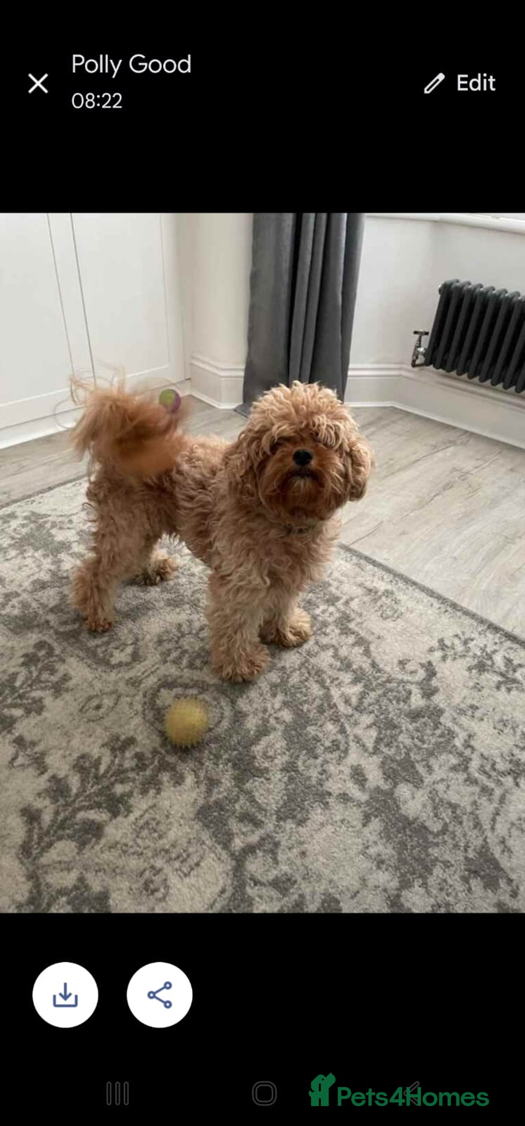 Cavapoo dogs for sale: lovely male 2 years old cavapoo  - Image 3