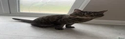 Bengal cats for sale: Sad sale  - Advert 3