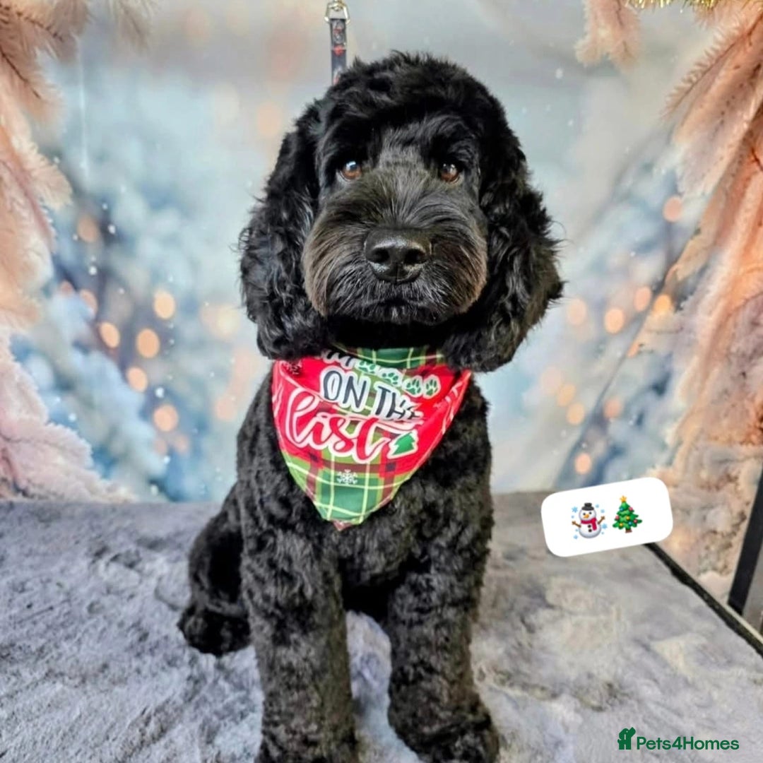 Cockapoo dogs for sale: Cockapoo puppies. - Advert 27