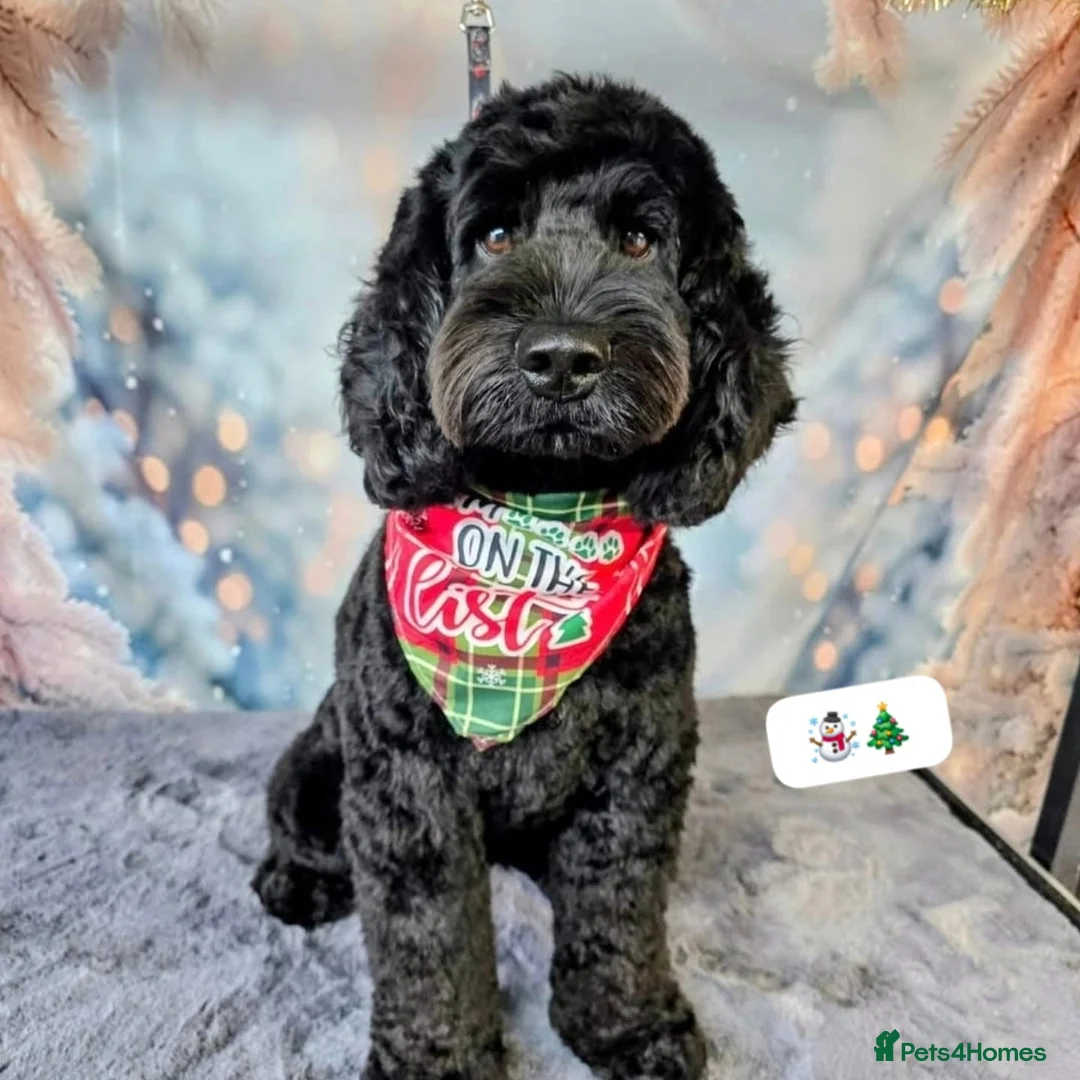 Cockapoo dogs for sale: Cockapoo puppies. - Advert 27