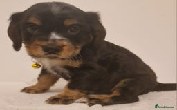 Cocker Spaniel dogs for sale: Cocker spaniel pups for sale  - Image 14