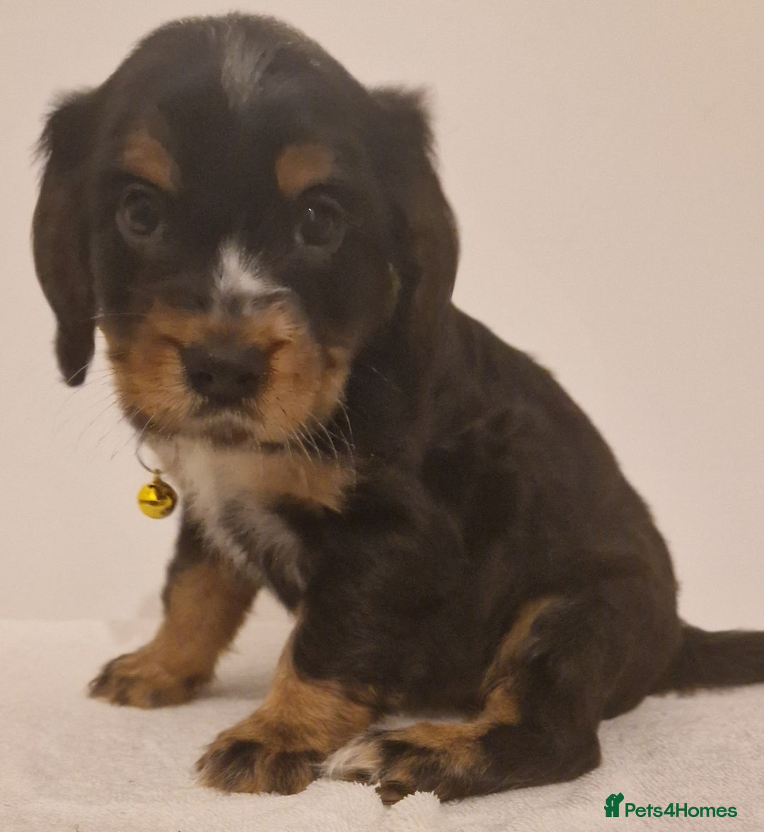 Cocker Spaniel dogs for sale: Cocker spaniel pups for sale  - Image 14