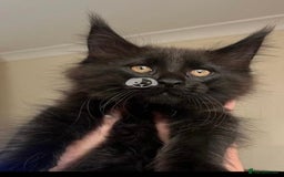 Maine Coon cats for sale: Female Pure mainecoon - Image 10