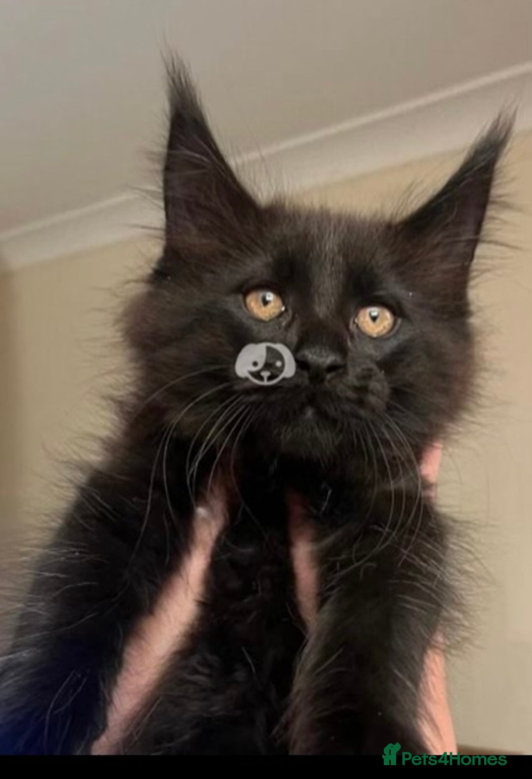 Maine Coon cats for sale: Female Pure mainecoon - Image 10