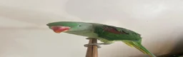 Parrots birds for sale: Alexander Parrot  in Burton-on-Trent - Advert 3