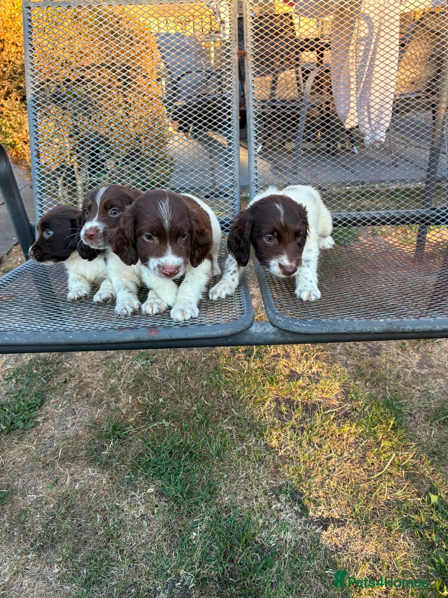 English Springer Spaniel dogs Springer spaniel pups - Advert 1