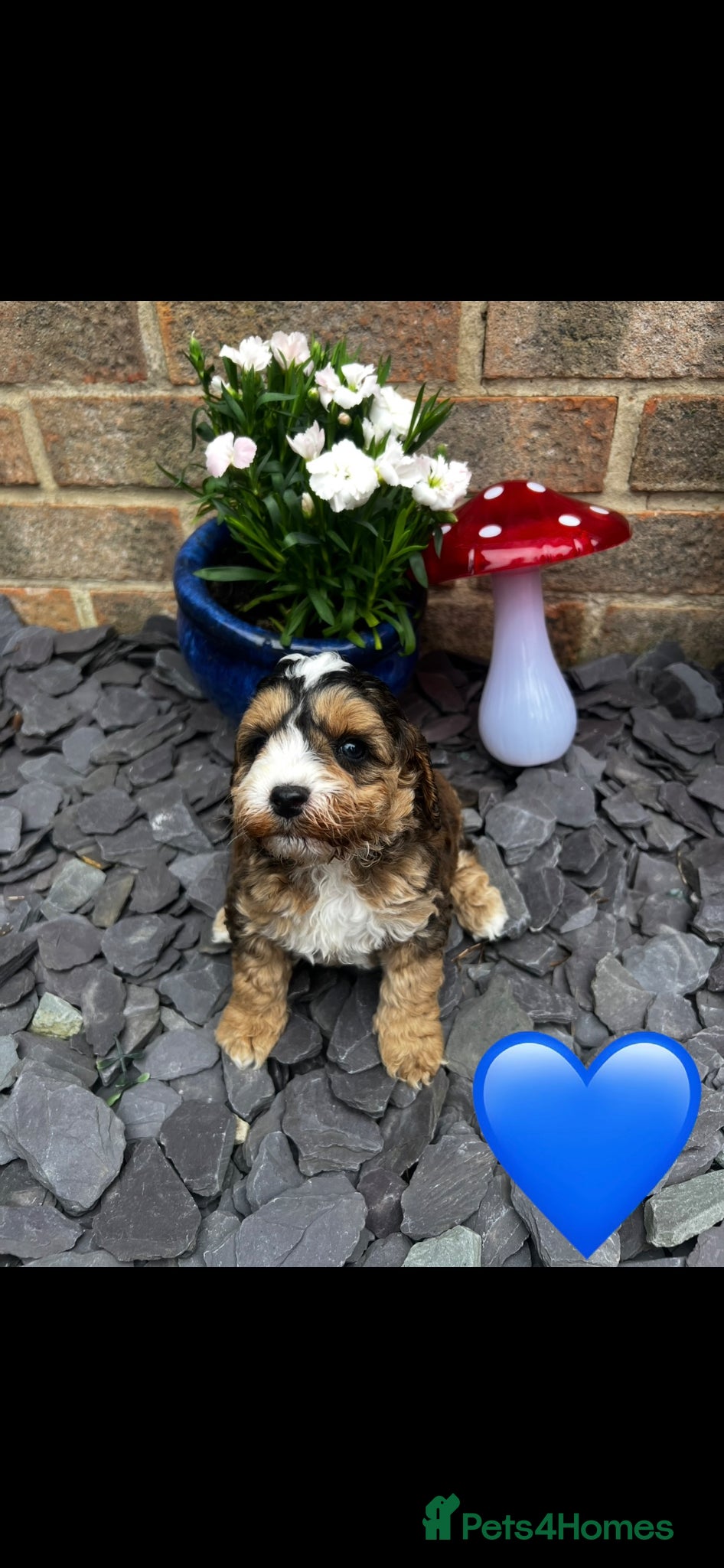 Cockapoo dogs F1b cockapoo for sale - Advert 1