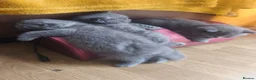 Scottish Fold cats for sale: Scottish fold  - Advert 8