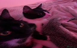 Mixed Breed cats for sale: Boggles the tuxedo cat  - Image 5