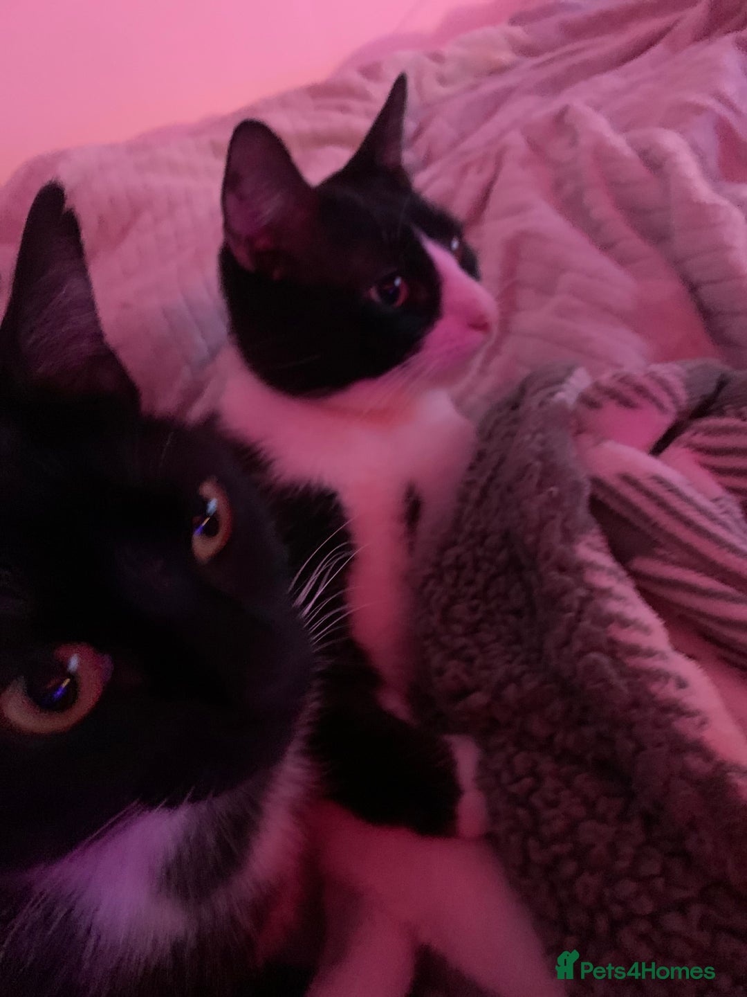 Mixed Breed cats for sale: Boggles the tuxedo cat  - Image 5