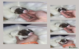Shihpoo dogs for sale: 5 star rated Toy shihpoo puppies - Image 24