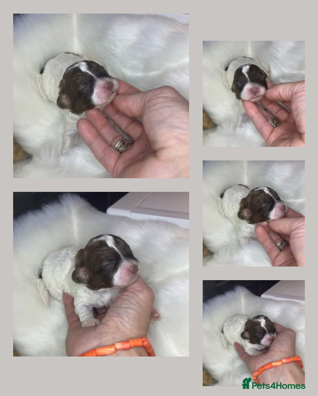 Shihpoo dogs for sale: 5 star rated Toy shihpoo puppies - Image 24