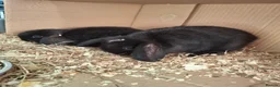 Mini Lop rabbits for sale: Stunning mini lops - Advert 4