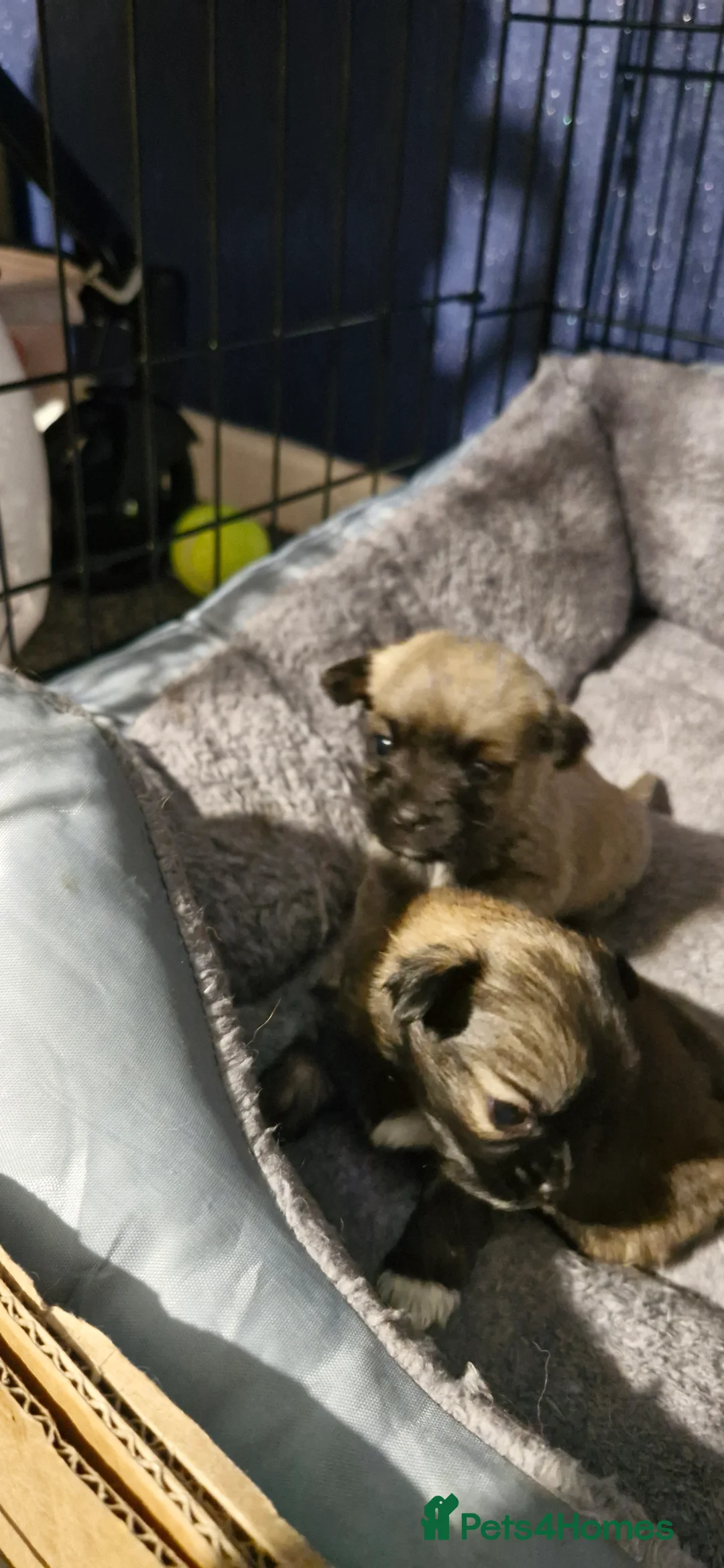 Mixed Breed dogs for sale: Beautiful puppies looking for loving homes - Advert 3