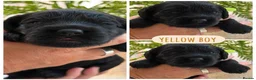 Mixed Breed dogs for sale: ‼️1 boy and 1 girl ‼️AVAILABLE NOW!!!   - Advert 27