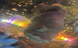 Other/Mixed Breed fish for sale: Oscars/ Tank  - Image 7