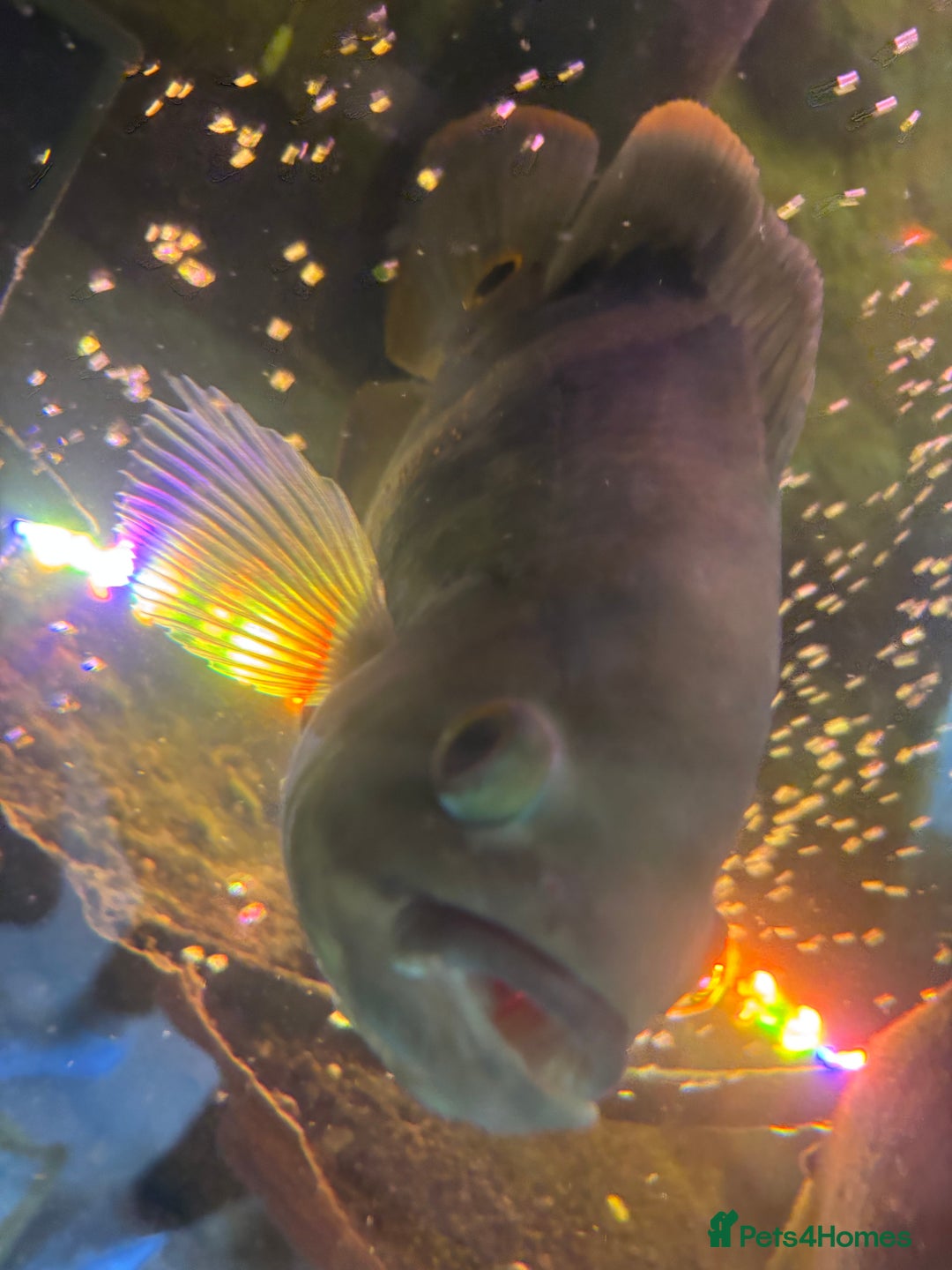 Other/Mixed Breed fish for sale: Oscars/ Tank  - Image 7