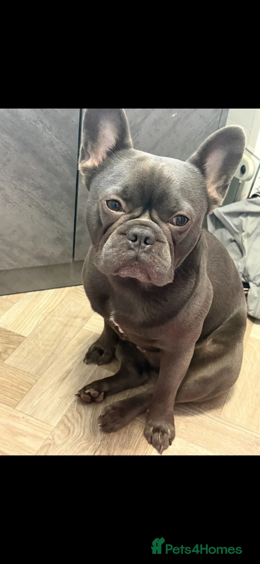 French Bulldog dogs for stud: Looking to stud my French bulldog Winston  - Advert 4