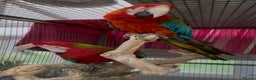 Macaws birds for sale: Tropicana x Jubilee pair of Macaws  - Advert 2