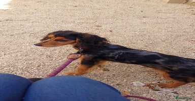 Mixed Breed dogs - Advert 5