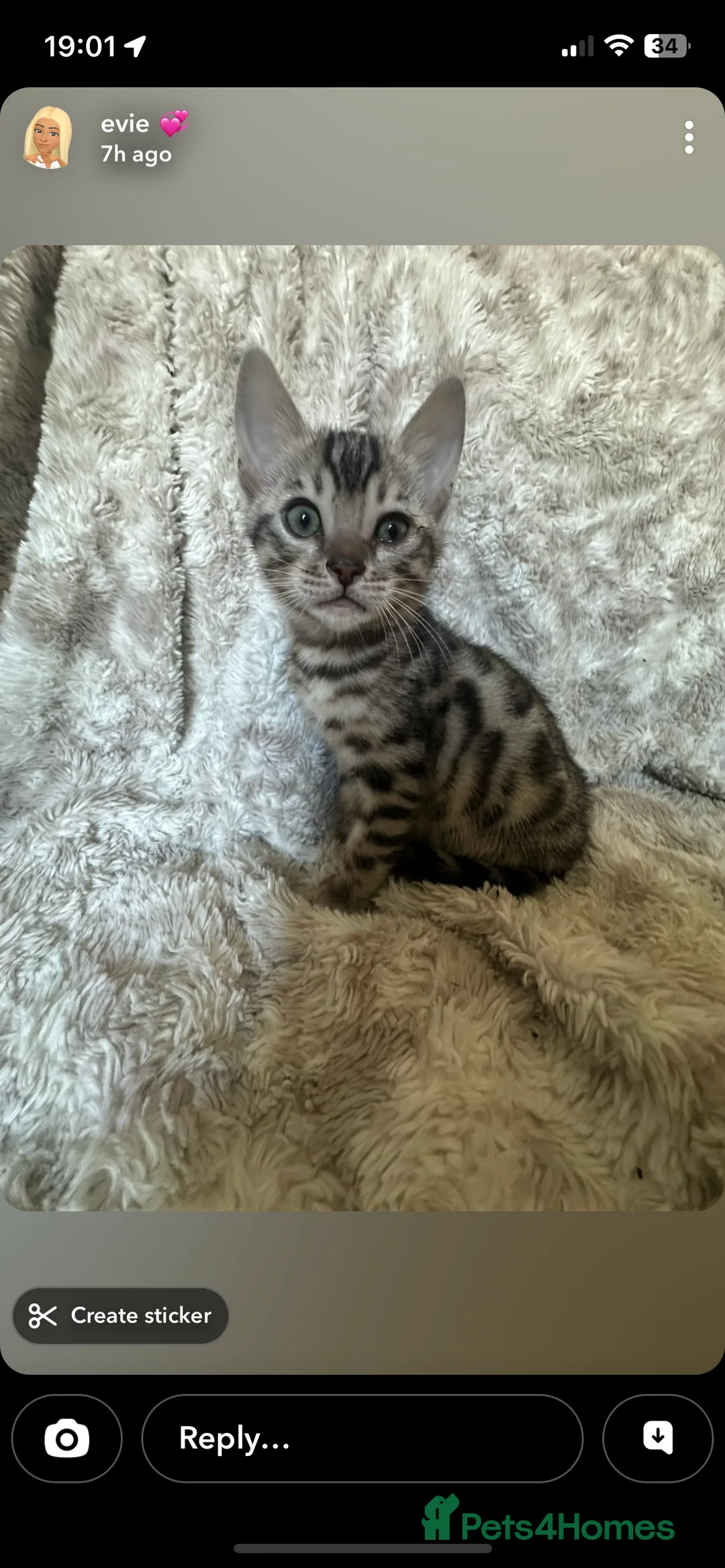 Bengal cats for sale: Pure Bengal Kittens  - Advert 9
