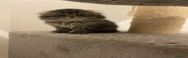 Scottish Fold 2