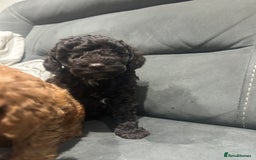 Cockapoo dogs for sale: All female fluffy Cockapoo puppies - Advert 3