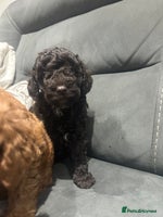 Cockapoo dogs All female fluffy Cockapoo puppies - Advert 5