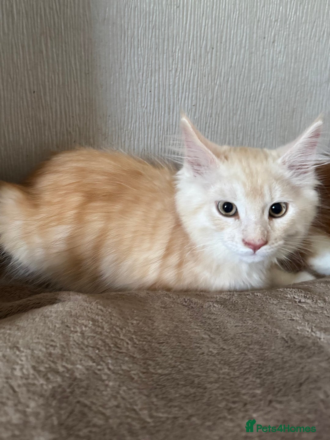 Maine Coon cats for sale: Ready now Maine Coon large Boys GCCF - Image 8