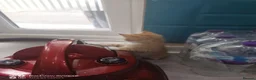 Mixed Breed cats for sale: Kittens and mother  - Advert 3