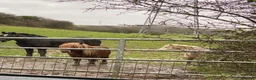 Shetland pony horses for sale: Proven ride and drive miniature Shetland stallion  - Advert 4