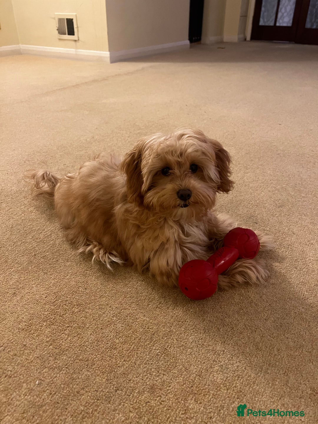 Maltipoo dogs for sale: Rehoming our beautiful Maltipoo puppy Jessie.  - Advert 5